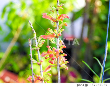 orange orchid flower in nature background orange orchid flower in nature background 67287085