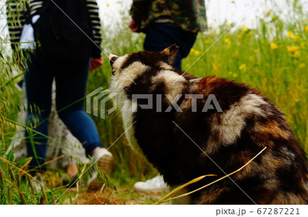 置いてかれる猫 置いてかれる猫 67287221