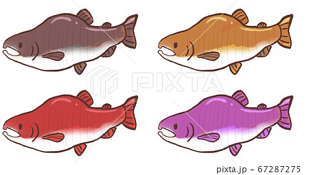 R:メルヘンな水族館 カラフトマス 67287275