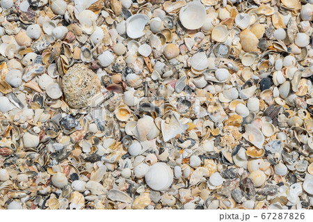 Close up scrap of seashell on the beach for background. 67287826