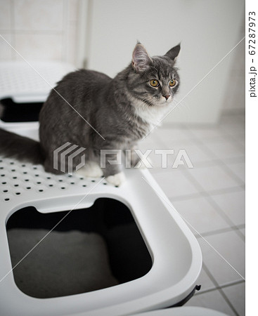 cat sitting on litter box 67287973