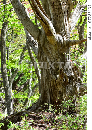 朽ちた大木と若葉 67288137