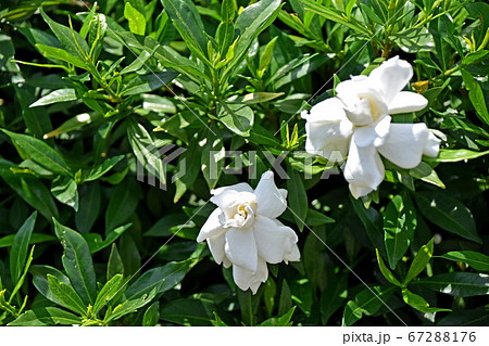 クチナシの花の写真素材