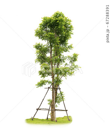 Tree with grass isolated on white background 67288391