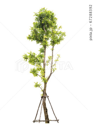 Trees isolated on white background with Clipping 67288392