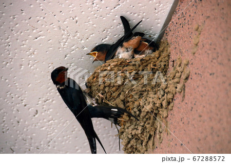 ツバメの巣 67288572