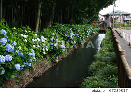 木洩れ日の道の紫陽花（埼玉県川口市） 67289337