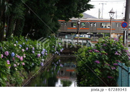 木洩れ日の道の紫陽花(埼玉県川口市) 木洩れ日の道の紫陽花(埼玉県川口市) 67289343