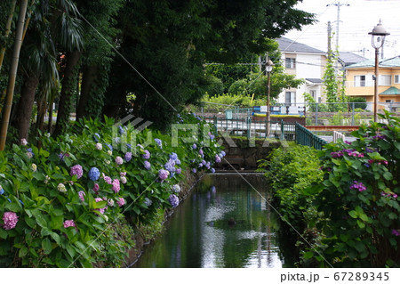 木洩れ日の道の紫陽花（埼玉県川口市） 67289345