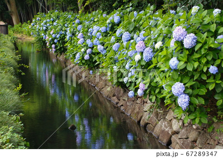 木洩れ日の道の紫陽花（埼玉県川口市） 67289347