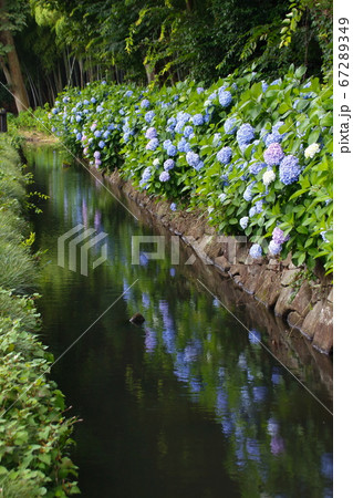 木洩れ日の道の紫陽花(埼玉県川口市) 木洩れ日の道の紫陽花(埼玉県川口市) 67289349