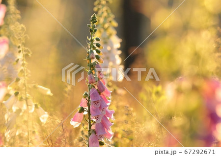 Purple foxglove (Digitalis purpurea) during sunrise Purple foxglove (Digitalis purpurea) during sunrise 67292671