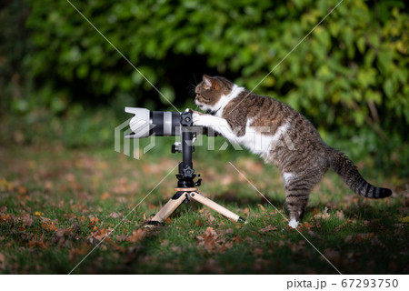 cat taking a photo with mirrorless camera on tripod cat taking a photo with mirrorless camera on tripod 67293750