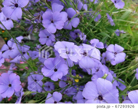 ビスカリア 67293926