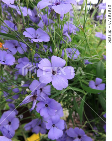 ビスカリア ビスカリア 67293930