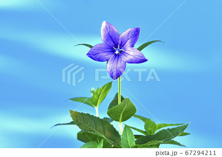 桔梗の花 　秋の七草のひとつ　（fix撮影） 67294211