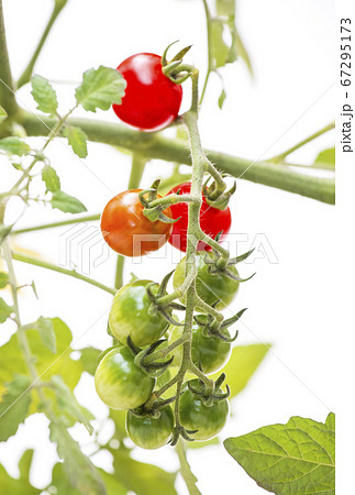 家庭菜園　ミニトマト　野菜作り　イメージ素材 67295173