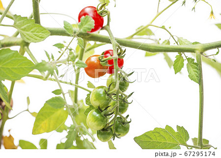 家庭菜園　ミニトマト　野菜作り　イメージ素材 67295174