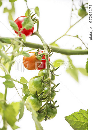 家庭菜園　ミニトマト　野菜作り　イメージ素材 67295175
