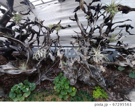 植物 インテリア ベアツリーパーク 67295563
