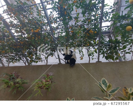インテリア 花 ベアツリーパーク 67295567