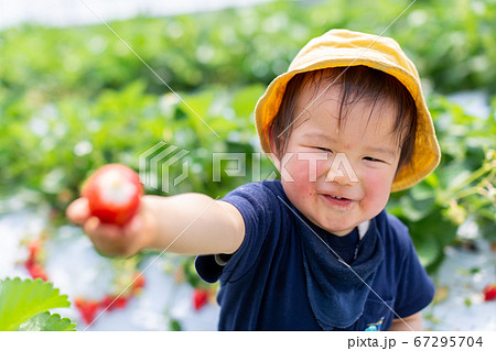 苺狩り 幼児 いちご狩り 苺狩り 幼児 いちご狩り 67295704