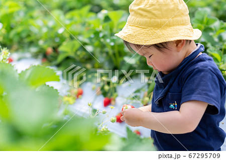 苺狩り 幼児 いちご狩り 苺狩り 幼児 いちご狩り 67295709