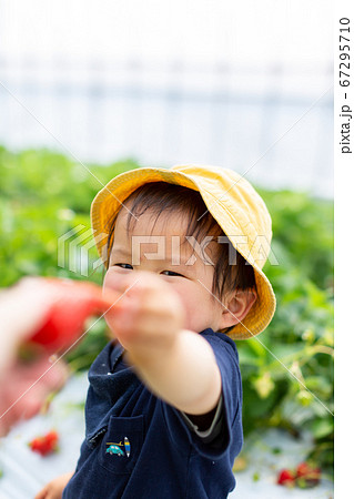 苺狩り 幼児 いちご狩り 苺狩り 幼児 いちご狩り 67295710