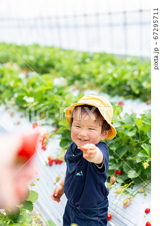 苺狩り 幼児 いちご狩り 苺狩り 幼児 いちご狩り 67295711