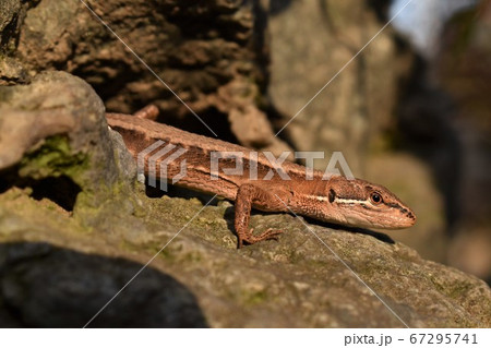 岩場に潜むカナヘビ 67295741
