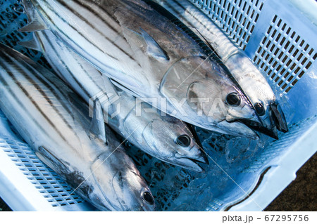 高知県 夏 カツオの写真素材