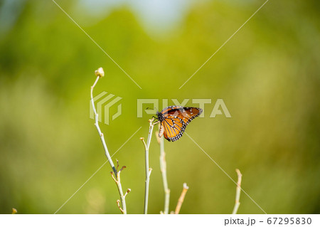 Close up shot of a Queen butterfly Close up shot of a Queen butterfly 67295830