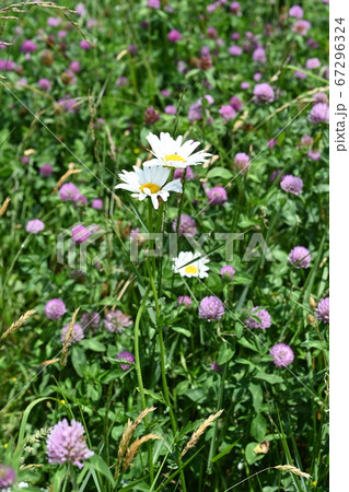 Wild asters in Ohio Wild asters in Ohio 67296324