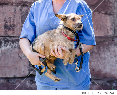 woman in blue uniform of a veterinarian holds a small cur dog in her arms 67296358