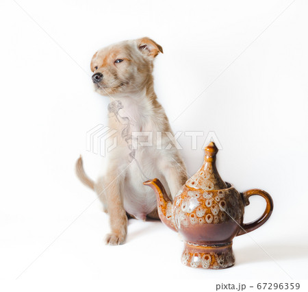 funny golden puppy near ceramic teapot with smoke on white background 67296359