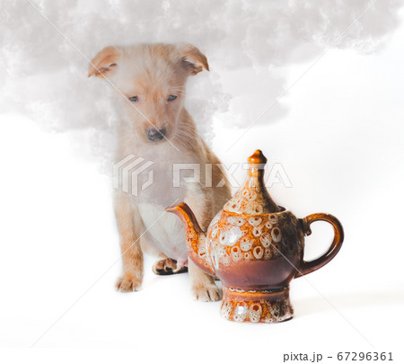 golden puppy looks at smoke from ceramic teapot at white background golden puppy looks at smoke from ceramic teapot at white background 67296361