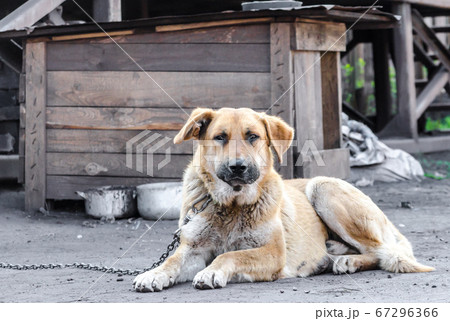 big red chain dog lies next to a wooden booth 67296366