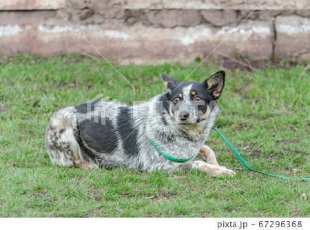 frightened black and white dog mongrel on a leash lies on green grass lawn 67296368