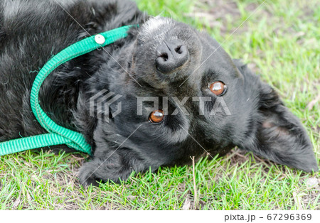 black pooch dog lying upside down on green grass 67296369