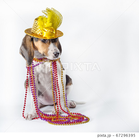 mardi gras puppy with long ears in multi-colored beads and carnival hat lies on white background mardi gras puppy with long ears in multi-colored beads and carnival hat lies on white background 67296395