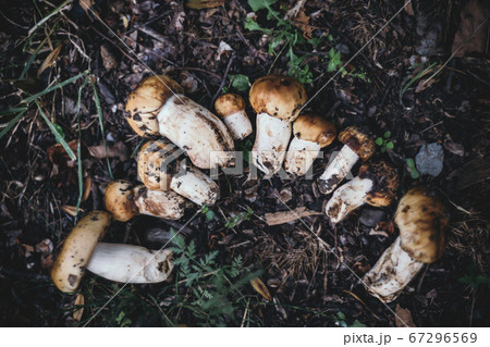 Mushrooms on a grass. 67296569