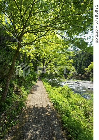 新緑の御岳渓谷　多摩川沿いの御岳渓谷遊歩道の風景 67296921