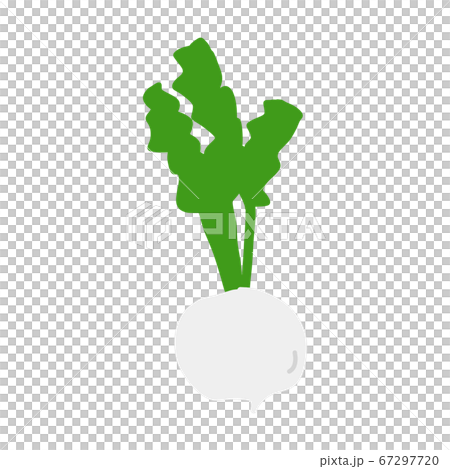 Color illustration of turnip [white background] 67297720