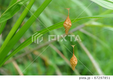 オオトリノフンダマシの卵のう 67297851