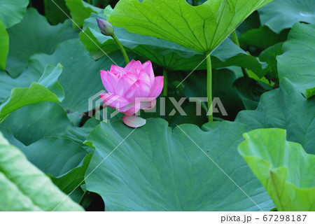 上野公園 不忍池 ハスの花 67298187