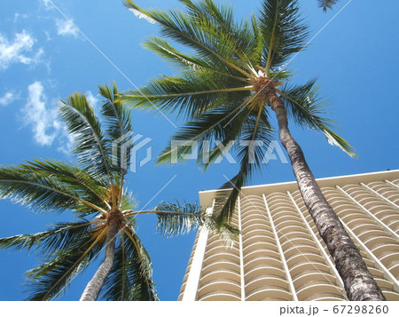 サイパンのヤシの木と白い建物の美しい風景 67298260