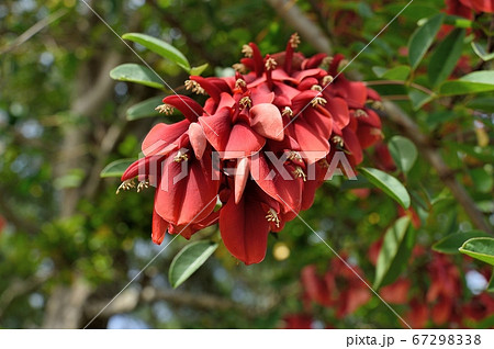 アメリカデイゴの花 67298338