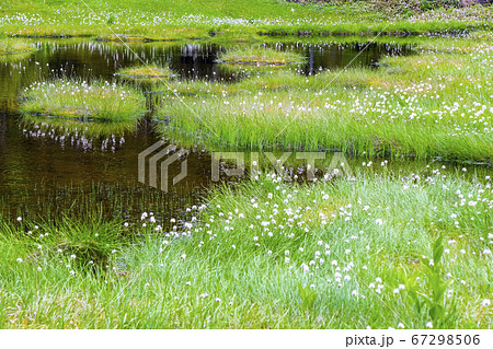 四十八池湿原とワタスゲ 67298506