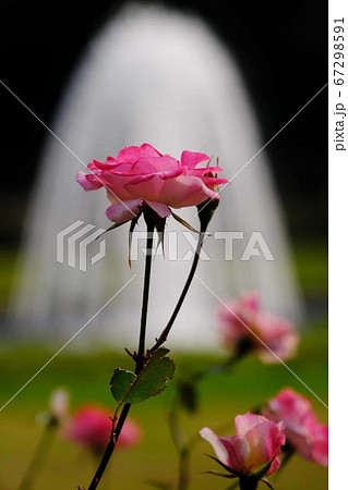 バラ 67298591
