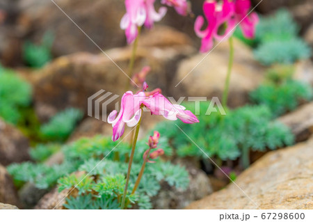 白馬五竜高山植物園に咲いているコマクサの花 67298600